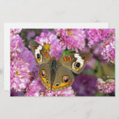 Schmetterling Briefpapier (Vorne/Hinten)