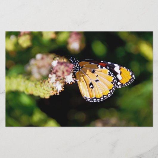 Schmetterling Briefpapier (Vorderseite)