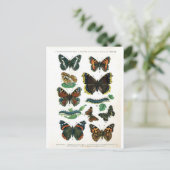 Schmetterling-Clip-Art-19 Postkarte (Stehend Vorderseite)
