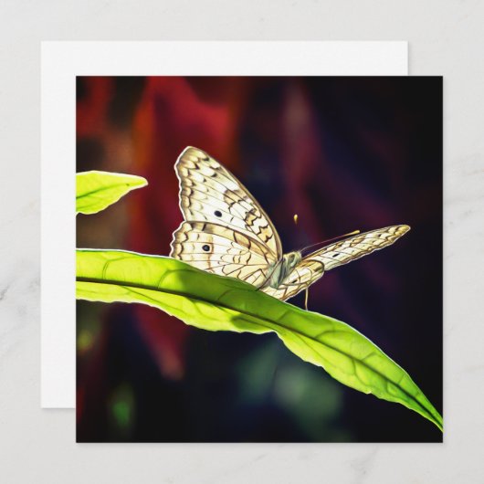 Schmetterling Danke Karte (Vorne/Hinten)