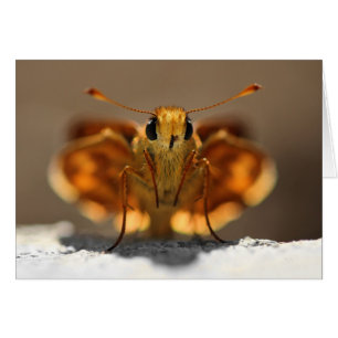 Schmetterling, der mich ansieht