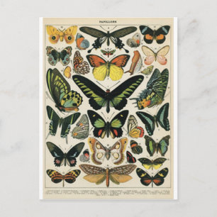 Schmetterling der Naturgeschichte Postkarte