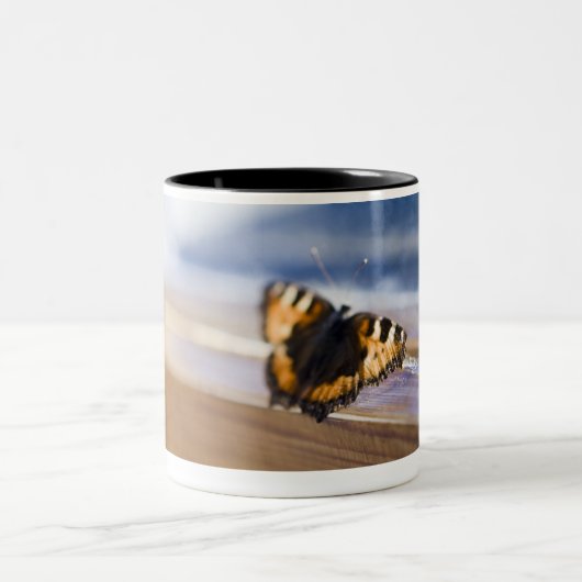 Schmetterling, der versucht hinauszugehen, zweifarbige tasse (Mittel)