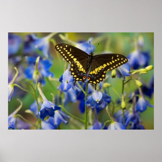 Schmetterling | Euphydryas Phaeton Poster (Vorne)
