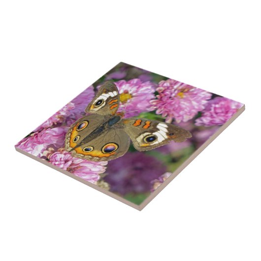 Schmetterling Fliese (Seite)