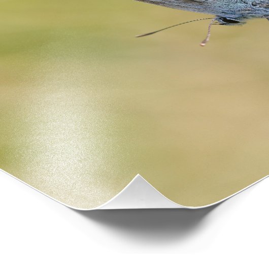 Schmetterling Fotodruck (Ecke)