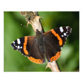 Schmetterling Fotodruck (Vorne)