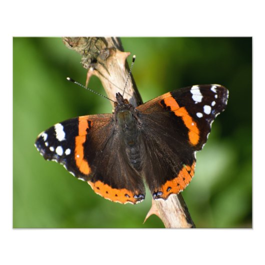 Schmetterling Fotodruck (Vorne)