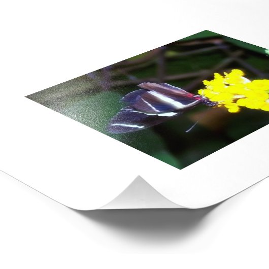 Schmetterling Fotodruck (Ecke)