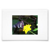 Schmetterling Fotodruck (Vorne)