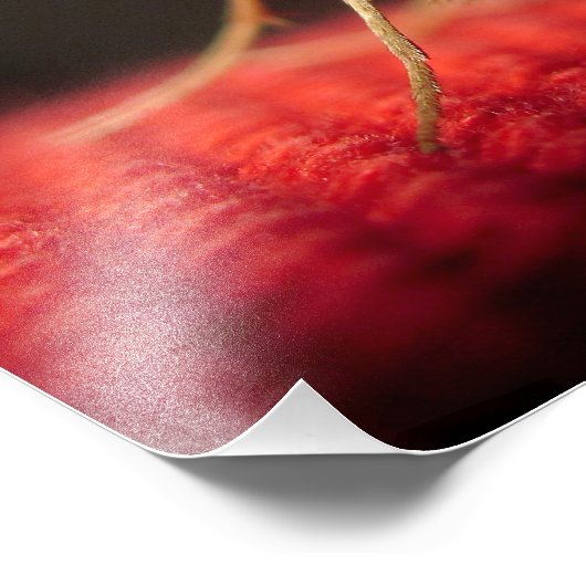 Schmetterling Fotodruck (Ecke)