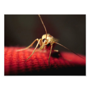 Schmetterling Fotodruck