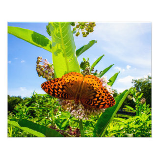 Schmetterling Fotodruck