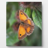 Schmetterling Fotoplatte (Vorderseite)