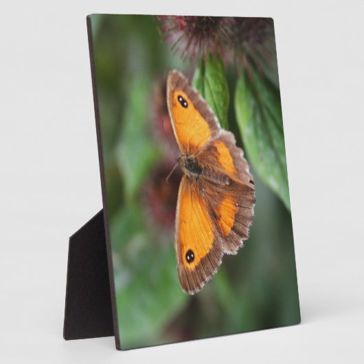 Schmetterling Fotoplatte (Seite)