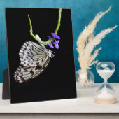 Schmetterling Fotoplatte (Seite)