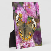 Schmetterling Fotoplatte (Seite)