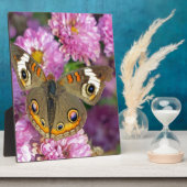 Schmetterling Fotoplatte (Seite)