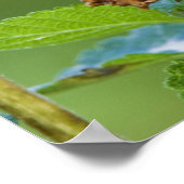 Schmetterling, fütternd auf poster (Ecke)