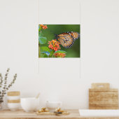 Schmetterling, fütternd auf poster (Küche)
