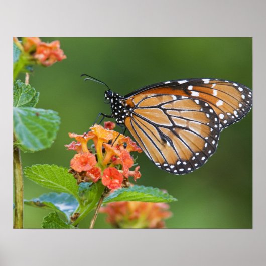 Schmetterling, fütternd auf poster (Vorne)