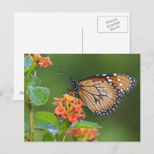 Schmetterling, fütternd auf postkarte (Vorne/Hinten)