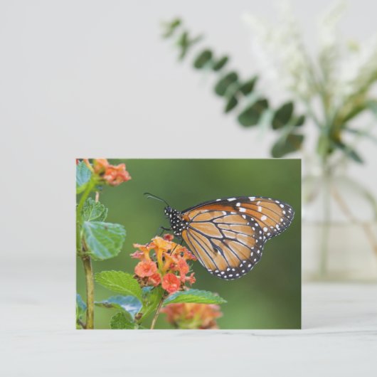Schmetterling, fütternd auf postkarte (Stehend Vorderseite)