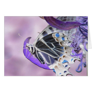 Schmetterling geändert