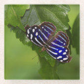 Schmetterling Glasuntersetzer (Vorderseite)