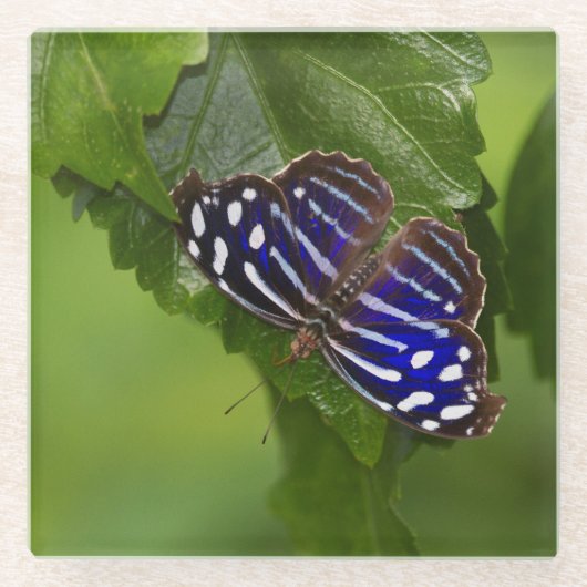 Schmetterling Glasuntersetzer (Vorderseite)