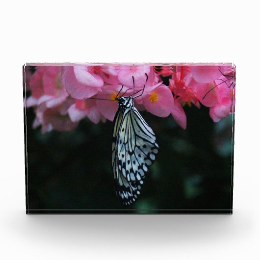 Schmetterling hängt an Blumen Fotoblock (Vorderseite)