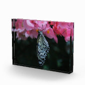 Schmetterling hängt an Blumen Fotoblock (Rechts)