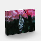 Schmetterling hängt an Blumen Fotoblock (Links)