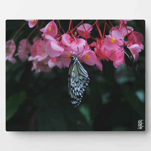 Schmetterling hängt an Blumen Fotoplatte (Vorderseite)