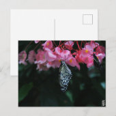 Schmetterling hängt an Blumen Postkarte (Vorne/Hinten)