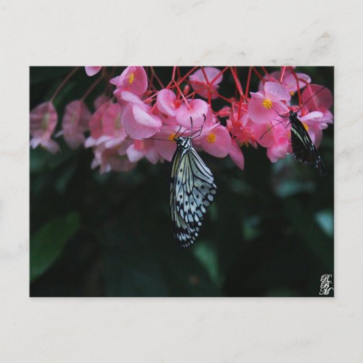 Schmetterling hängt an Blumen Postkarte (Vorderseite)