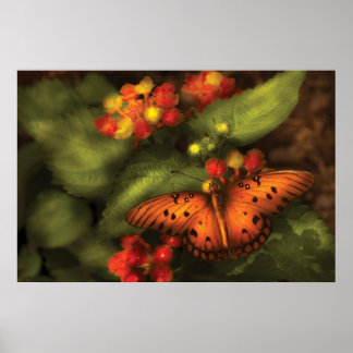 Schmetterling - Heliconius Poster