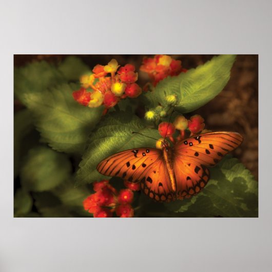 Schmetterling - Heliconius Poster (Vorne)