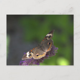 Schmetterling I Postkarte