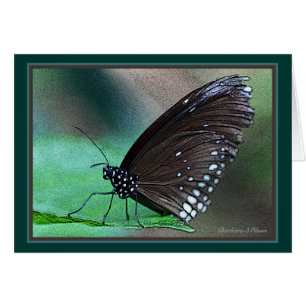 Schmetterling im Aqua