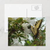 Schmetterling im Frühling Postkarte (Vorne/Hinten)