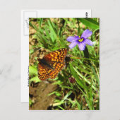Schmetterling im Frühling Postkarte (Vorne/Hinten)