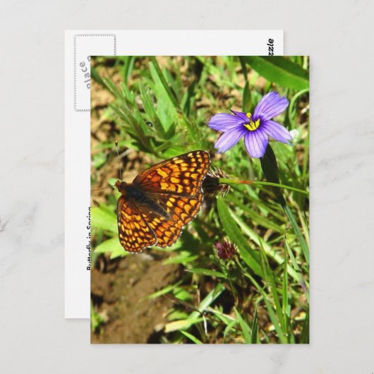 Schmetterling im Frühling Postkarte (Vorne/Hinten)