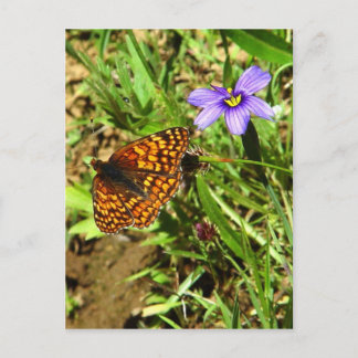 Schmetterling im Frühling Postkarte