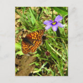 Schmetterling im Frühling Postkarte (Vorderseite)