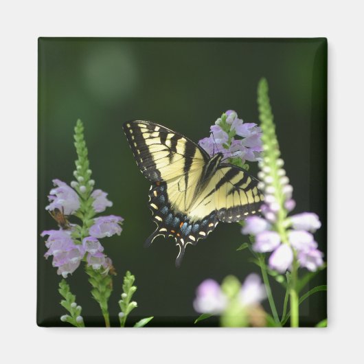 Schmetterling im Garten Magnet (Vorne)