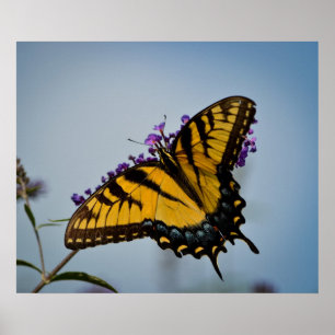 Schmetterling im Himmel Poster
