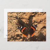 Schmetterling im Schmutz Postkarte (Vorne/Hinten)