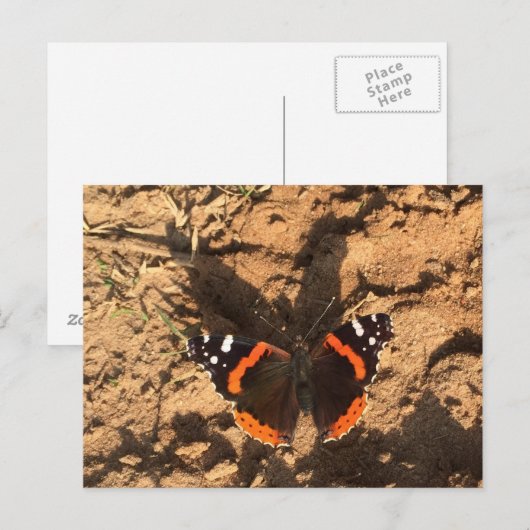 Schmetterling im Schmutz Postkarte (Vorne/Hinten)