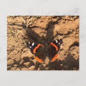 Schmetterling im Schmutz Postkarte (Vorderseite)